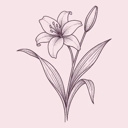 Hand-drawn lily with a bud
